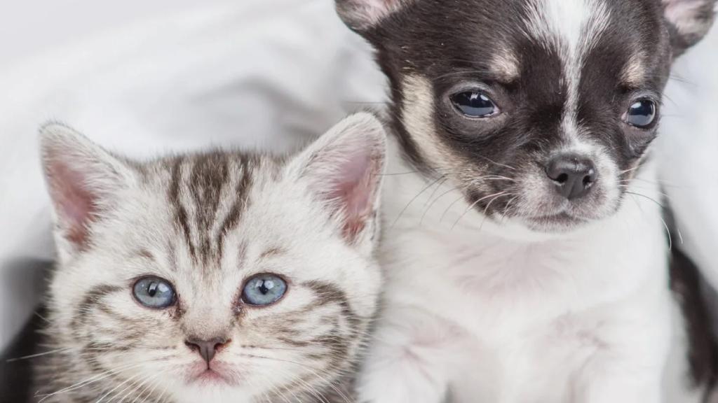 photo of dog and cat